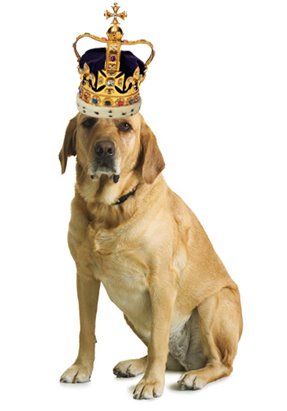 Tom Tom Gift Certificate